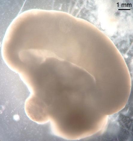 Целый органоид, снятый в светлом поле. Обратите внимание на крупную долю