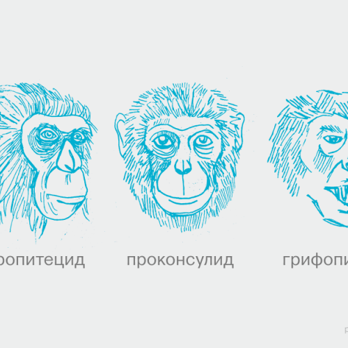 Как возникли человекообразные обезьяны?