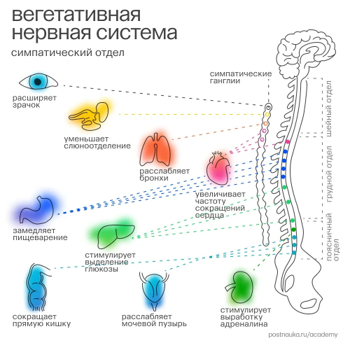 Как симпатический отдел мозга управляет организмом