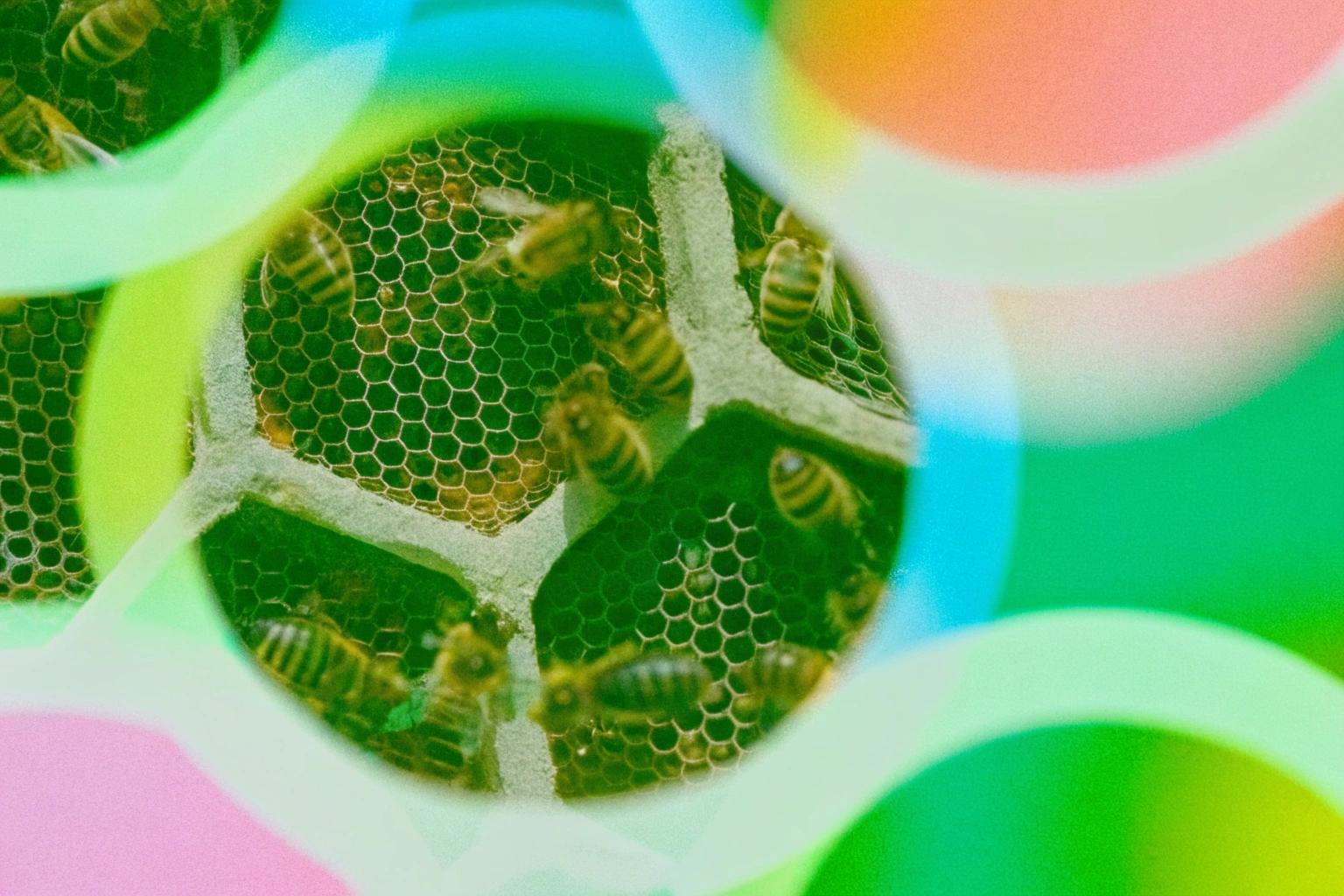 Лонгриды: Как устроен «сверхорганизм» улья