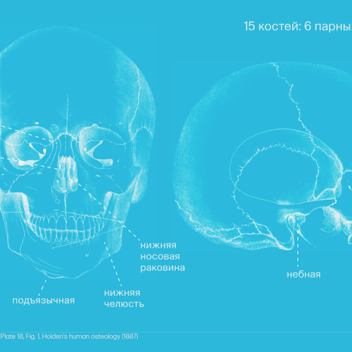 Череп Homo: как кости головы рассказывают об эволюции человека