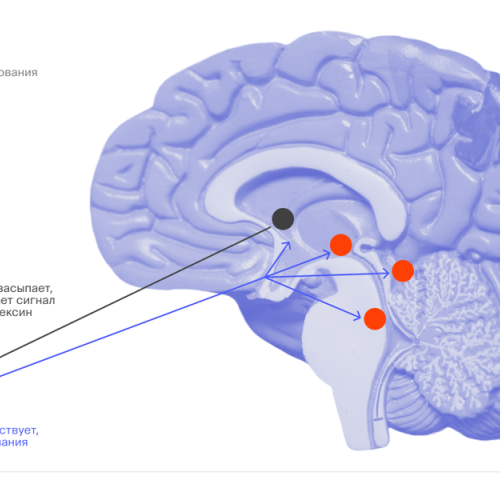 Как мозг переключается в режим сна
