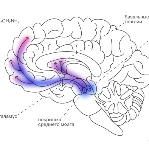 Для чего мозгу нужен дофамин