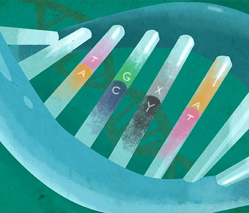 Как ДНК с синтетическими нуклеотидами встроили в живую клетку?