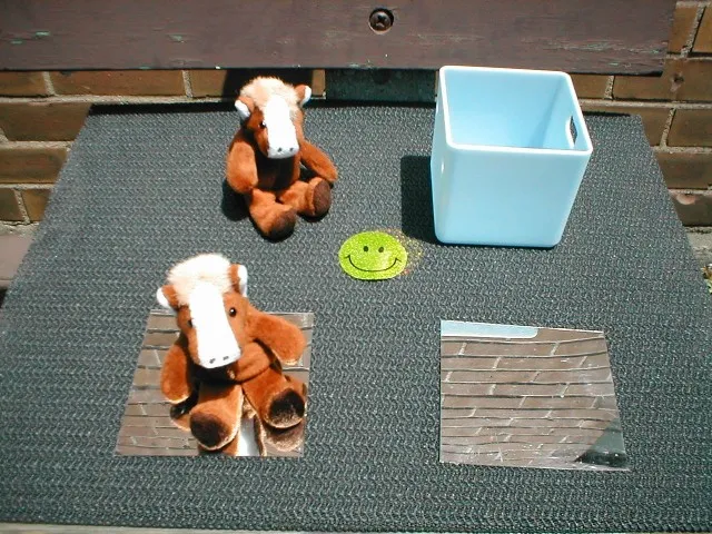 Лонгриды: Метод записи движений глаз в психолингвистике