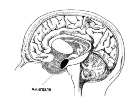 Лонгриды: Главы: Почему пожилые люди эмоционально стабильны