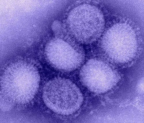 Грипп: эволюция вируса и универсальная вакцина