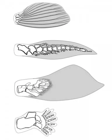 Лонгриды: Главы: Внутренняя рыба