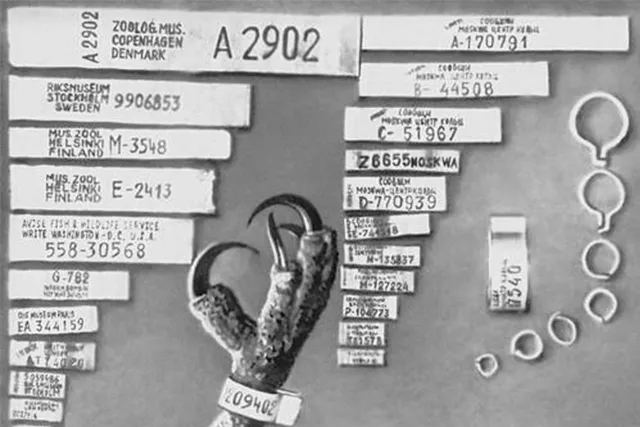 FAQ: Как кольцуют птиц?