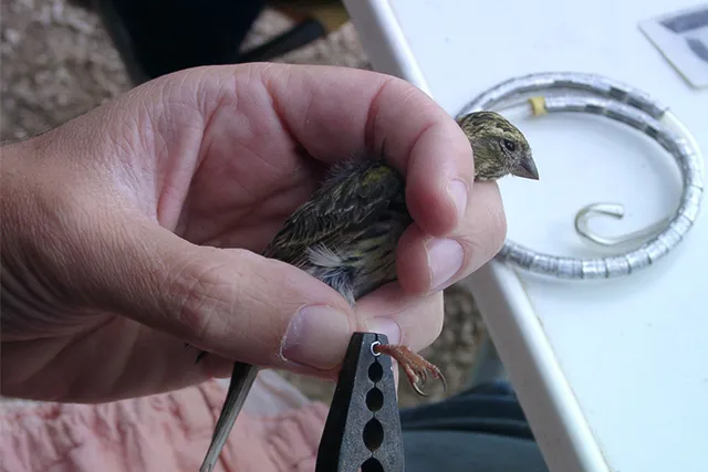 FAQ: Как кольцуют птиц?