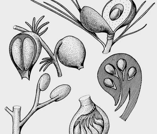 Sylvocarpus