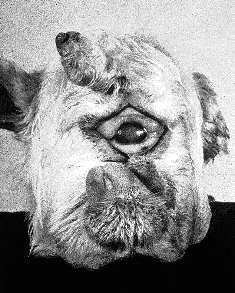 Лонгриды: Монстры, мутанты и гены развития