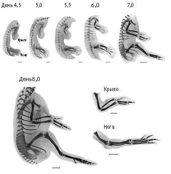 Лонгриды: Монстры, мутанты и гены развития