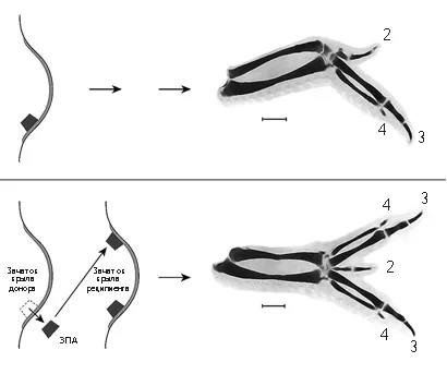 Лонгриды: Монстры, мутанты и гены развития