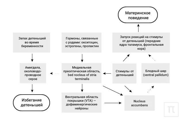 Лонгриды: Послеродовая депрессия: симптомы и лечение