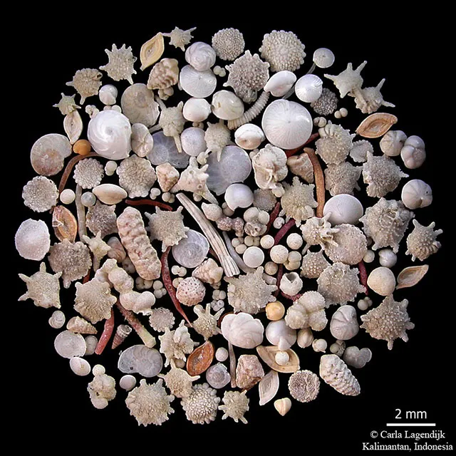 Изображение: Фораминиферы http: