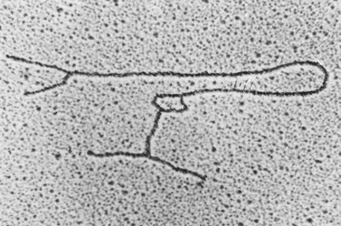 Лонгриды: Знакомьтесь: самая главная молекула