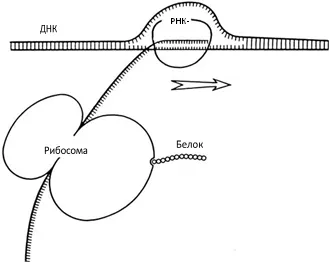 Лонгриды: Знакомьтесь: самая главная молекула
