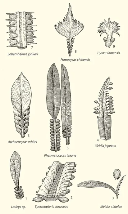 Лонгриды: Дарвинизм и палеоботаника: факты и гипотезы
