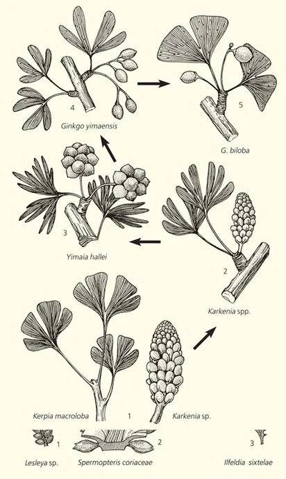 Лонгриды: Дарвинизм и палеоботаника: факты и гипотезы