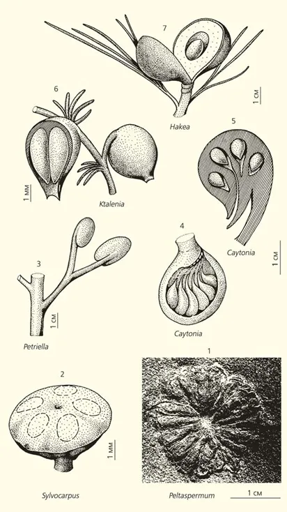 Лонгриды: Дарвинизм и палеоботаника: факты и гипотезы