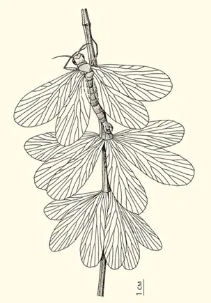 Лонгриды: Дарвинизм и палеоботаника: факты и гипотезы