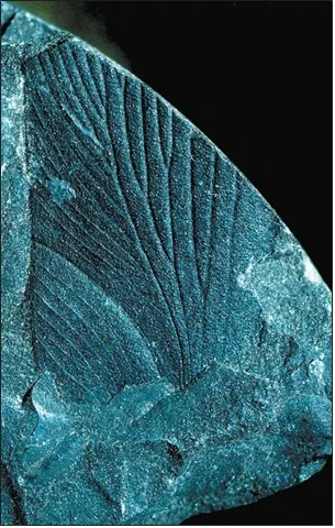 Лонгриды: Дарвинизм и палеоботаника: факты и гипотезы