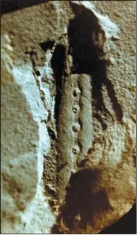 Лонгриды: Дарвинизм и палеоботаника: факты и гипотезы