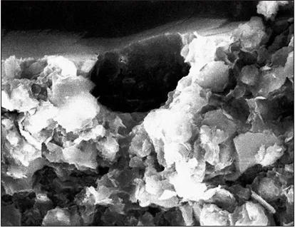 Лонгриды: Дарвинизм и палеоботаника: факты и гипотезы