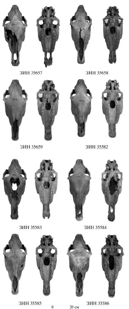 Лонгриды: Находка на Рюриковом городище