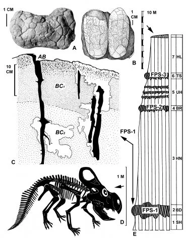 FAQ: Яйца динозавров