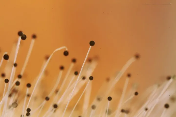 Спорангии плесени зигомицет на персике