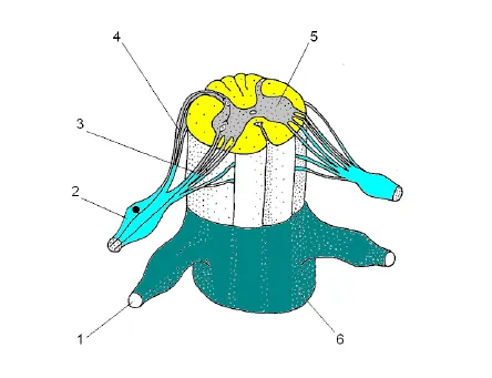 Видео: Спинной мозг