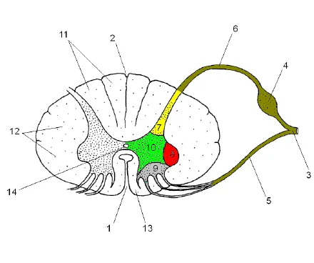 Видео: Спинной мозг