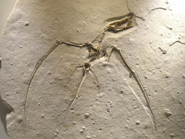 FAQ: Птерозавры и места их обитания