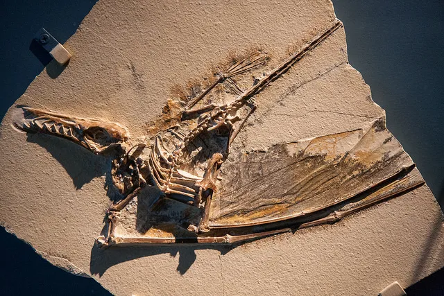 FAQ: Птерозавры и места их обитания