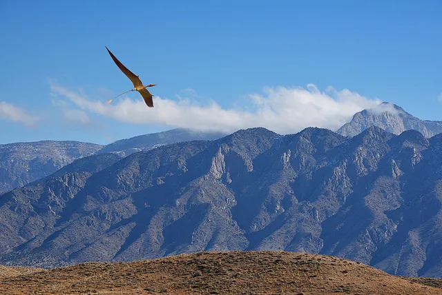 FAQ: Птерозавры и места их обитания