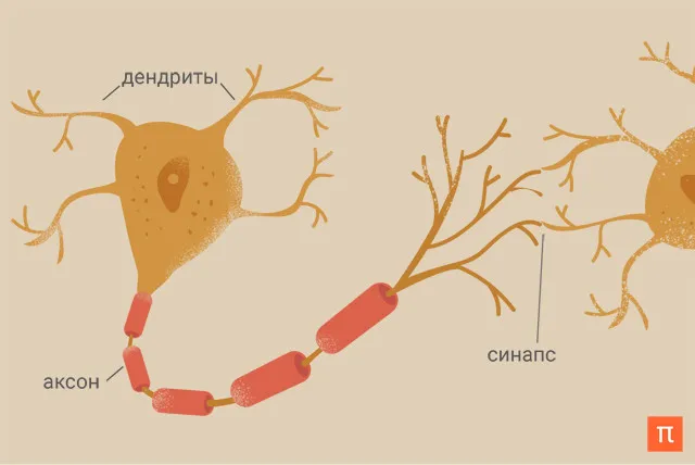 FAQ: Тезаурус: химия мозга