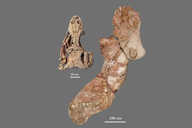 Лонгриды: Варан: история современного дракона