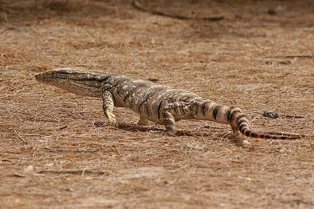 Лонгриды: Варан: история современного дракона