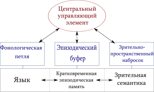 Модель рабочей памяти