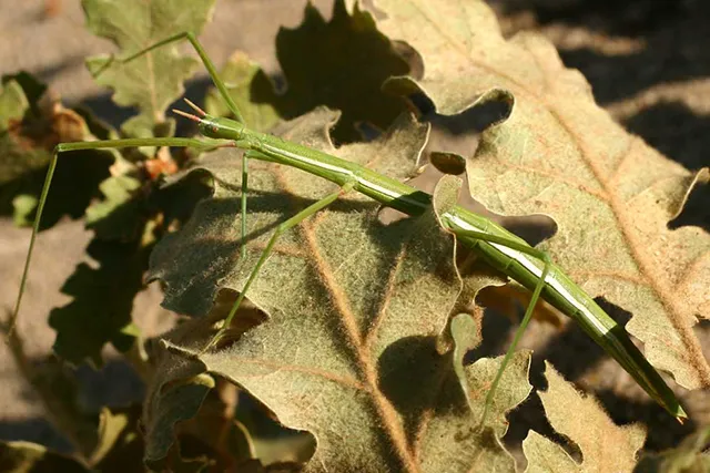 Французский палочник Clonopsis gallica