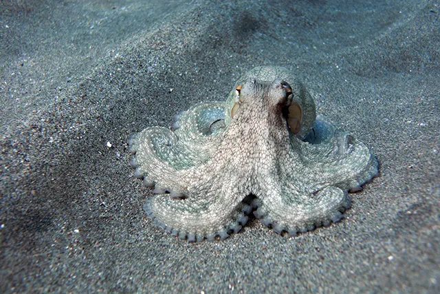 Осьминог обыкновенный