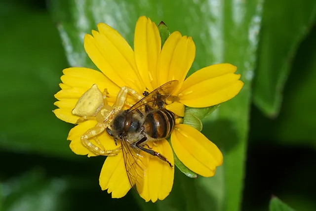 Паук-бокоход и пчела