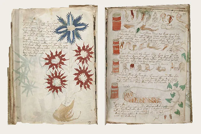 Страницы 29 и 99 из рукописи Войнича