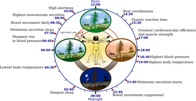 Некоторые показатели циркадного ритма человека