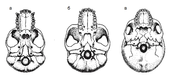Лонгриды: Главы | Что отличает нас от обезьян?