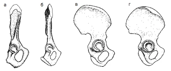 Лонгриды: Главы | Что отличает нас от обезьян?