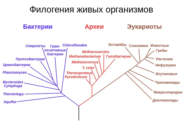 FAQ: Рибосомы и происхождение жизни