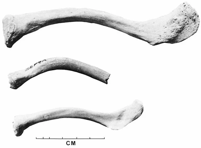 Ключица современного человека, "ключица" из Сахаби, ключица шимпанзе